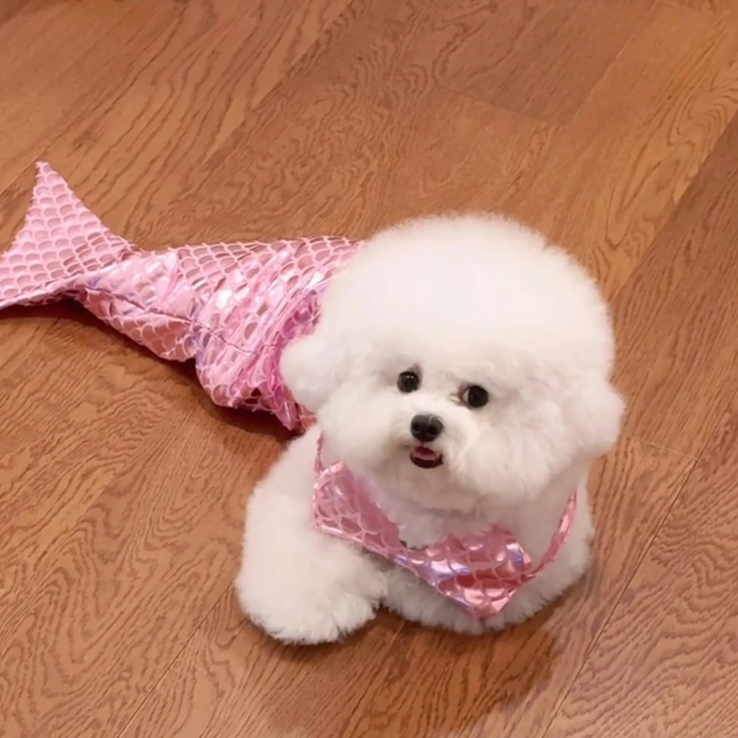 Pet Mermaid Costume - Cat & Dog Fishtail Dress — photo 6