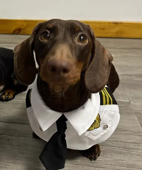 Dog Pilot & Captain Costume Set